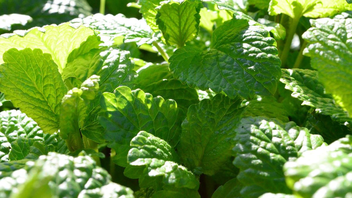 Ziołowe leki uspokajające