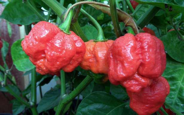 Trinidad moruga scorpion - najostrzejsza papryka świata ma ponad 2 mln SHU (Fot. Geekologie.com)