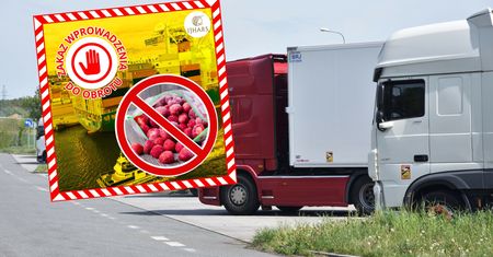 100 tys. kg spleśniałych truskawek. Odrażające odkrycie