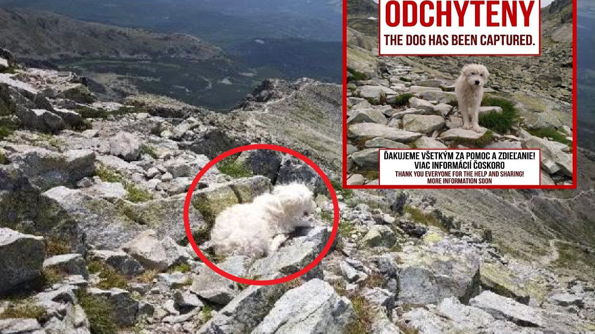 Błąkający się od wielu tygodni pies jest już bezpieczny