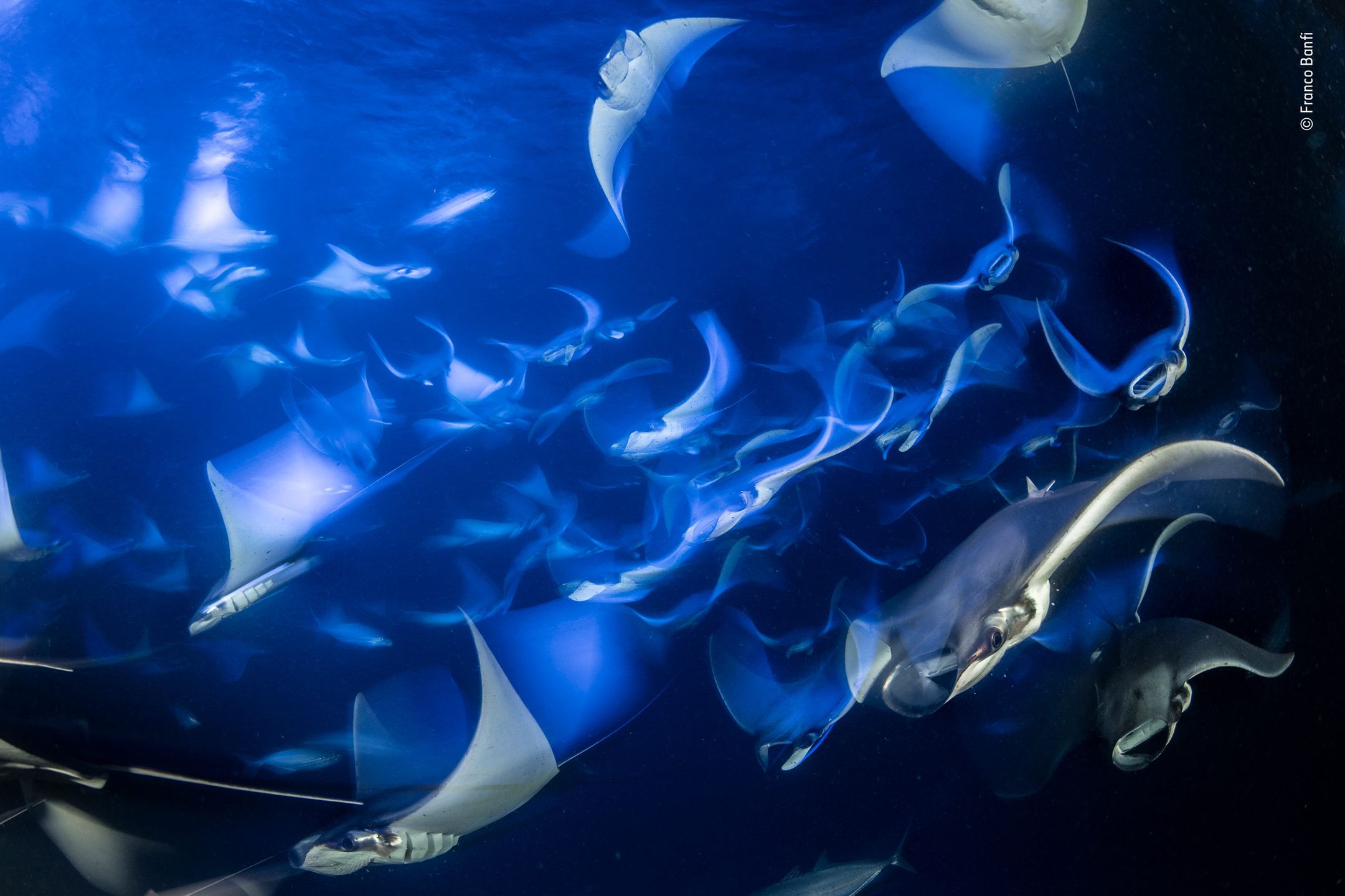 Panasonic przyzna nagrodę publiczności w konkursie Wildlife Photographer of the Year 13