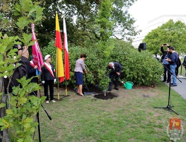 Dąb Sybiraków w Ogrodzie Saskim. Ku pamięci o masowych wywózkach Polaków