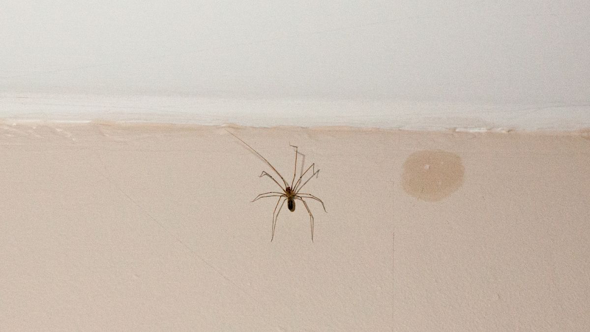 Jak pozbyć się pająków z domu? 