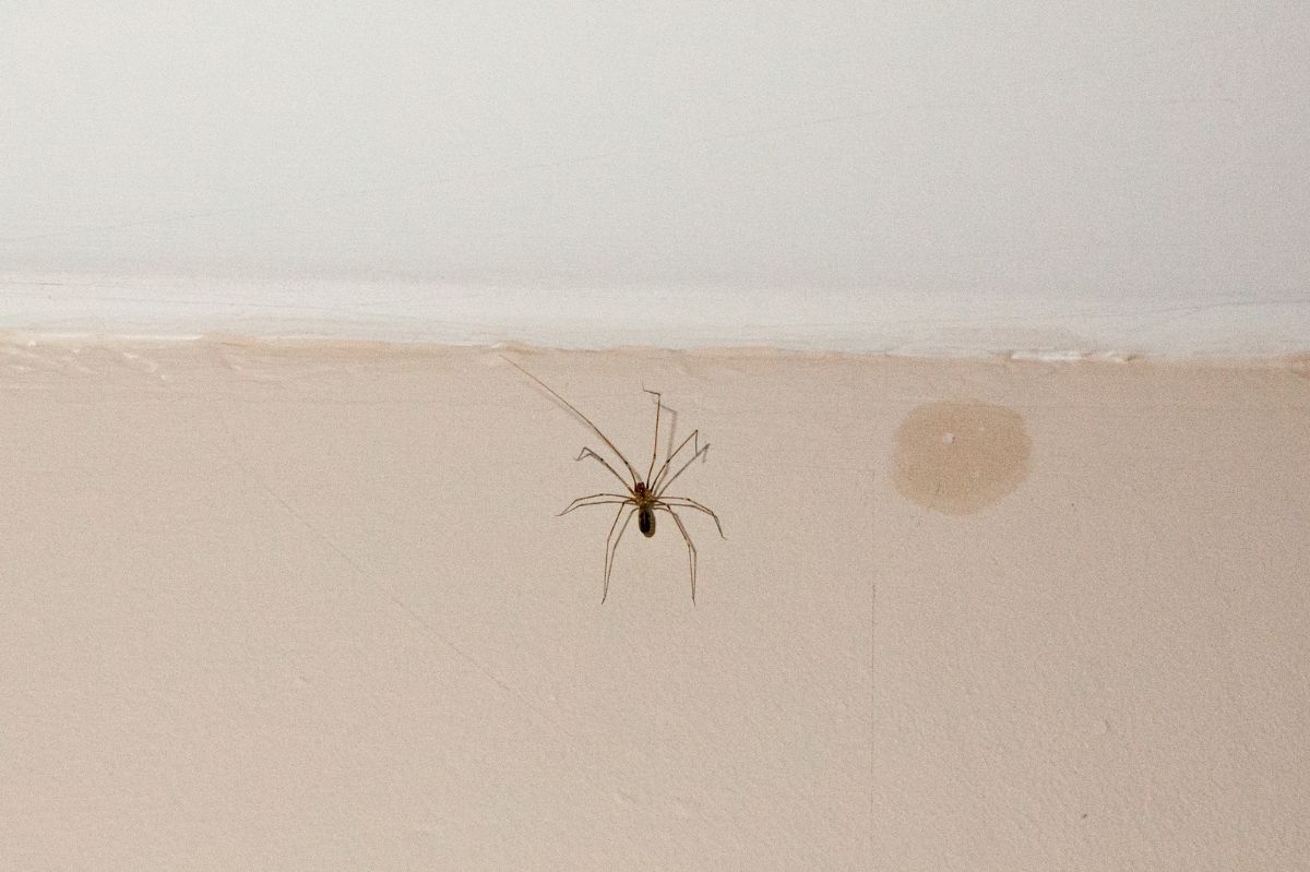 Banish spiders with simple tricks from your kitchen cupboard