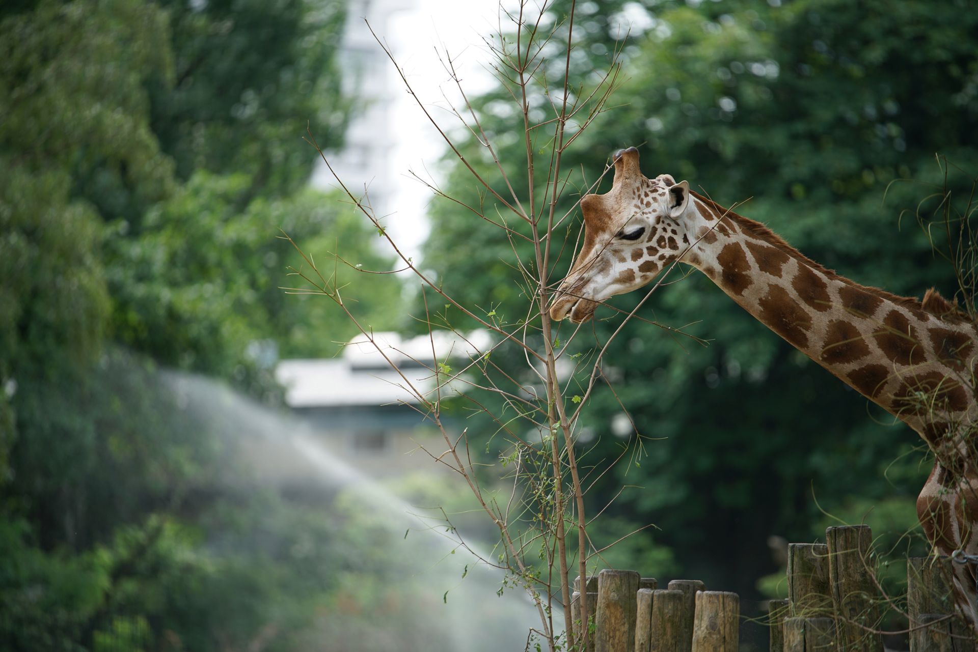 Sony FE 70–200 mm f/2.8 GM OSS - zdjęcia przykładowe z ZOO w Berlinie 24