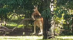 Energiczny kangur walczy z gałęzią