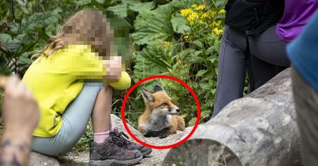 Zdjęcie z Tatr. "Mimo pozornie łagodnego wyglądu mogą być groźne"