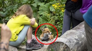 Zdjęcie z Tatr. "Mimo pozornie łagodnego wyglądu mogą być groźne"