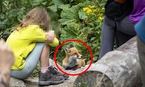 Zdjęcie z Tatr. "Mimo pozornie łagodnego wyglądu mogą być groźne"
