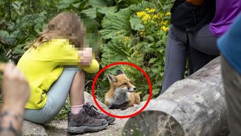 Zdjęcie z Tatr. "Mimo pozornie łagodnego wyglądu mogą być groźne"
