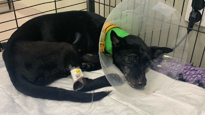 Suczka Zizi doznała rozległych poparzeń przełyku. 