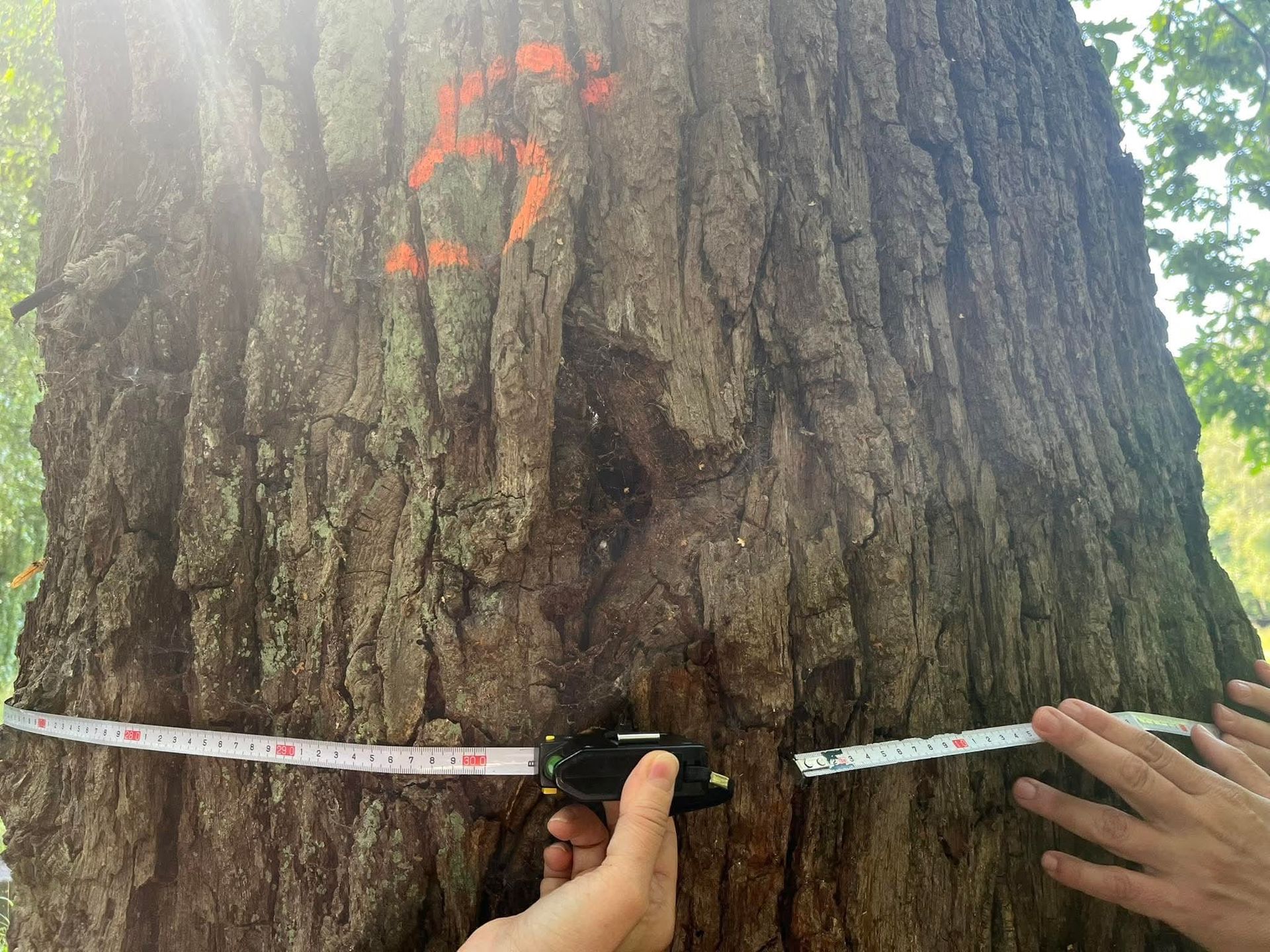 Od decyzji urzędników zależy czy ten dąb zostanie pomnikiem przyrody, czy zostanie wycięty