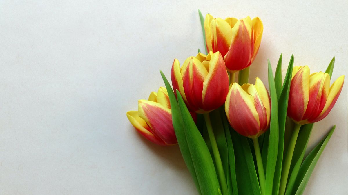 Cięte kwiaty – jak utrzymać ich świeżość na dłużej?