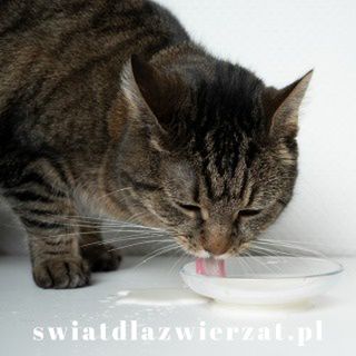 Czy koty mogą pić mleko?