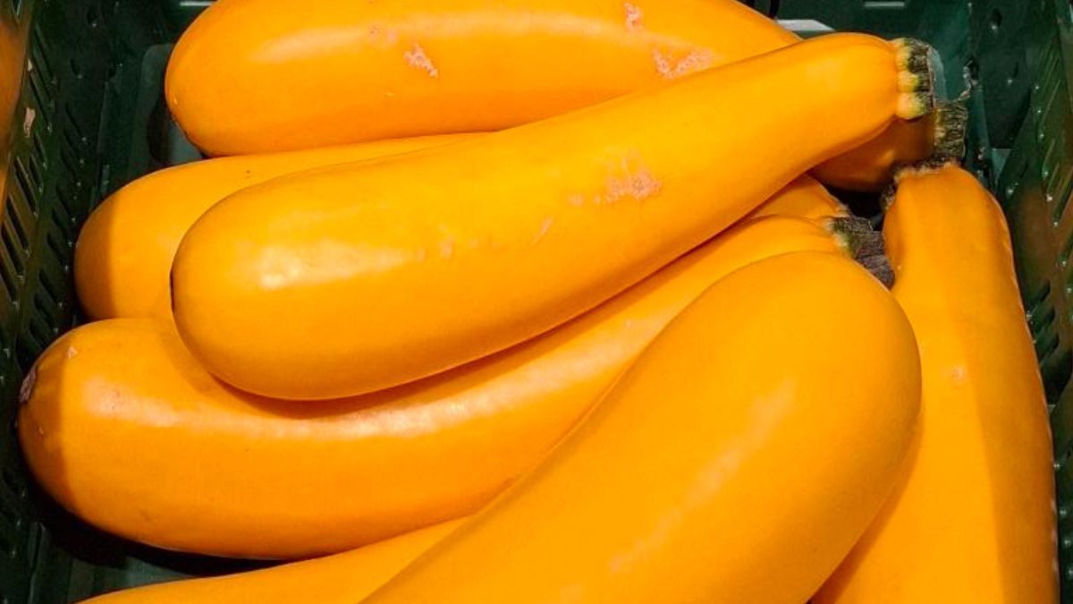 Żółta cukinia jest pełna wartości odżywczych