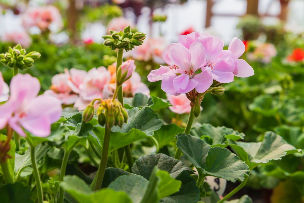 Overwintering pelargoniums