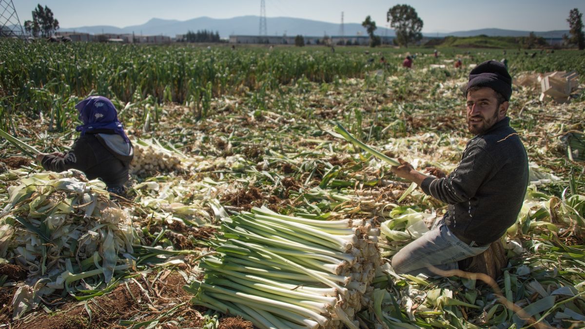 Do pracy przymusowej dochodzi m.in. w rolnictwie. Na zdjęciu syryjscy uchodźcy podczas prac polowych w Turcji, 2016 rok