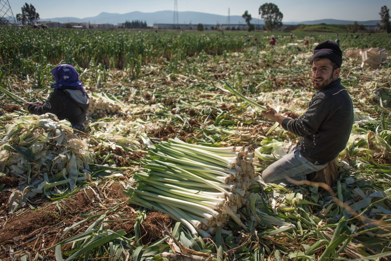 Forced labor occurs, among others, in agriculture. The photo shows Syrian refugees during fieldwork in Turkey, 2016.