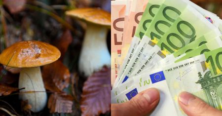 Znalazł kokainę wartą 50 tysięcy euro. Był w lesie na grzybach