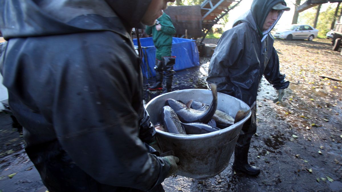 Połów karpia w przedsiębiorstwie Stawy Milickie S.A .