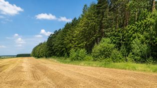 Nowe pieniądze na lasy i zadrzewienia. Rolnicy mogą dostać nawet 20 tys. zł na hektar