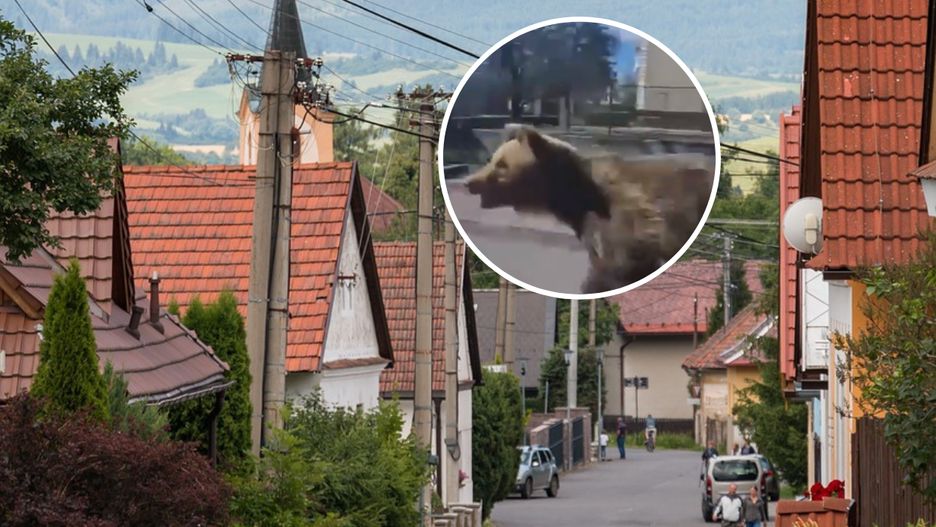 Niedźwiedź zaatakował dwie osoby w północnej Słowacji