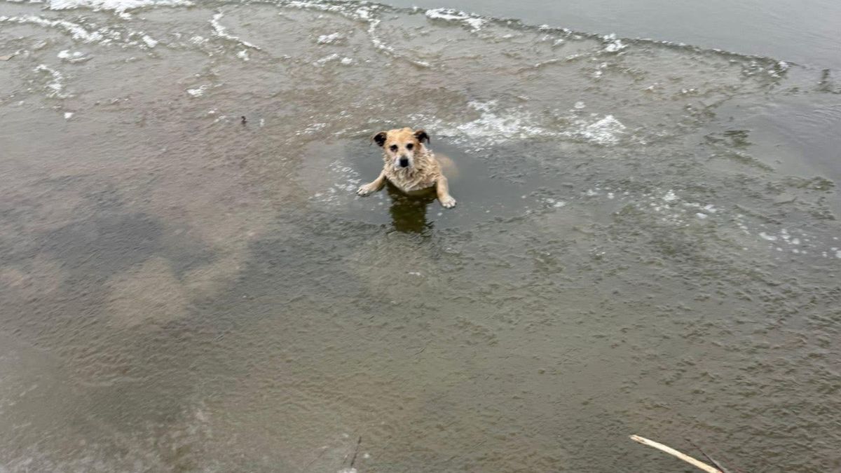 "To cud, że ten pies żyje". Dramatyczna akcja ratunkowa na Wiśle