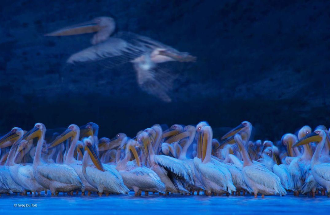 Zwycięzcy konkursu Wildlife Photographer of the Year 2014 7