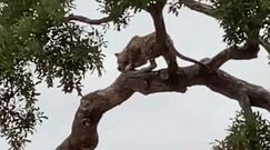 Dziki kot atakuje młodą impalę. Nagranie z Parku Narodowego Krugera