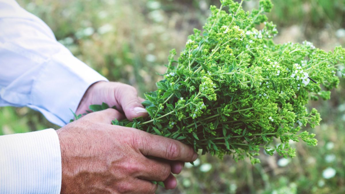 Zobacz, dlaczego warto stosować oregano 