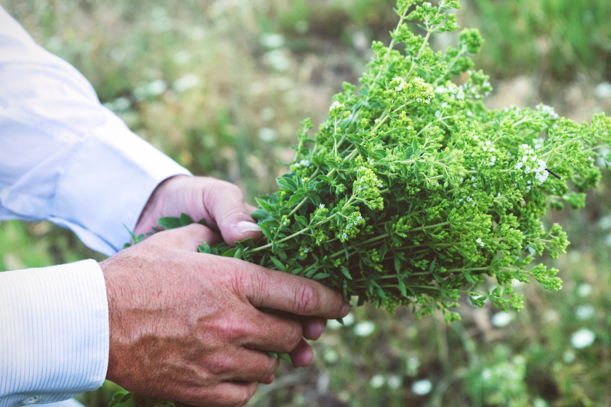 See why it's worth using oregano