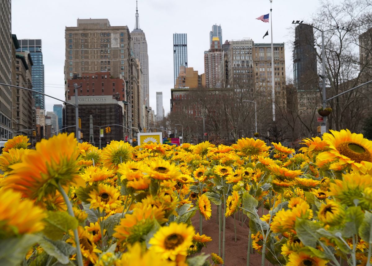 В Нью-Йорку висадили 355 соняшників

(Photo by Selcuk Acar/Anadolu Agency via Getty Images)