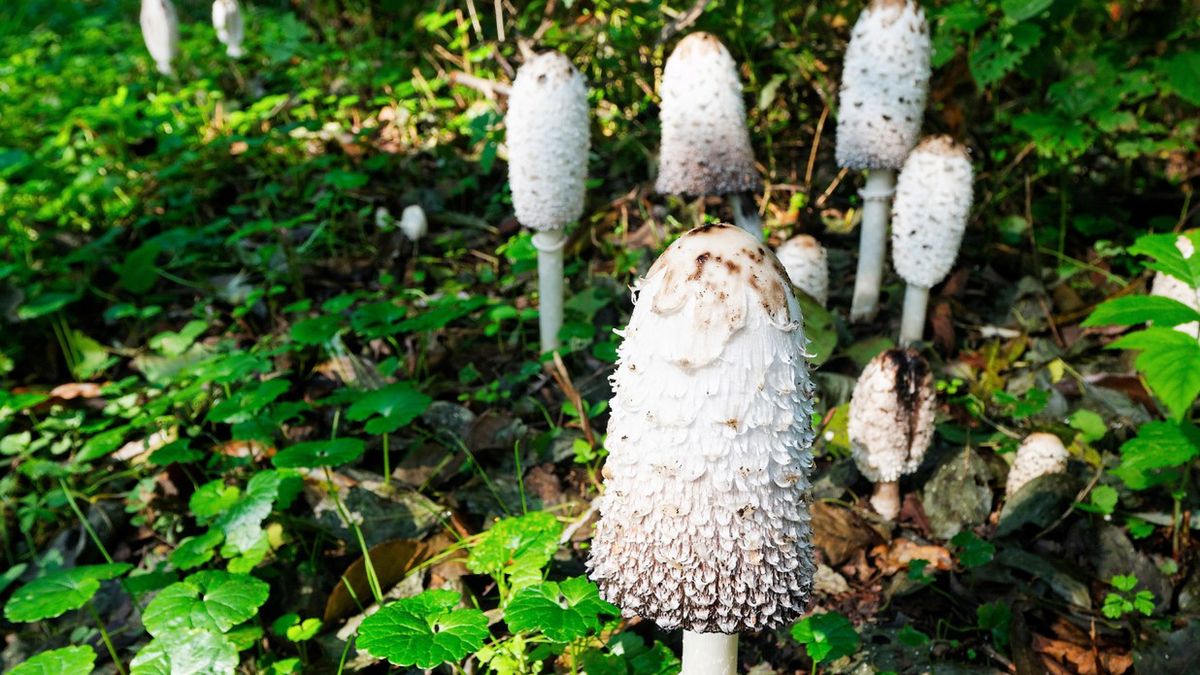 Czernidłak kołpakowaty to grzyb należący do rodziny pieczarkowatych.