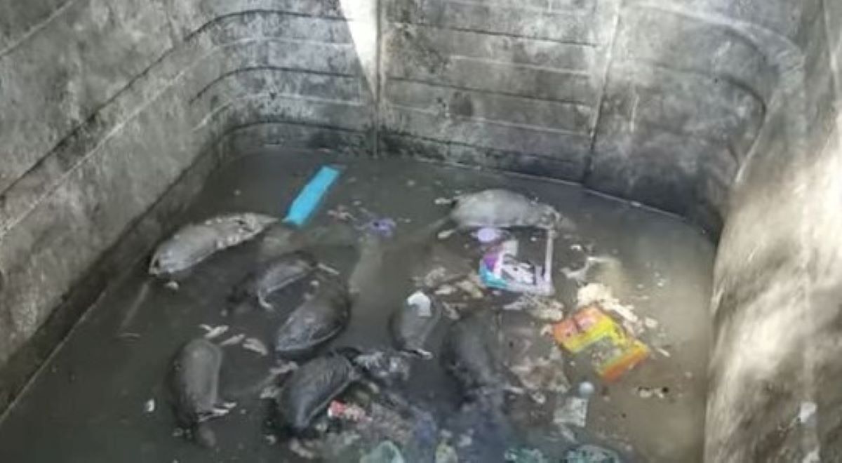 Porażające wideo z Glasgow. Martwe szczury w koszach na śmieci
