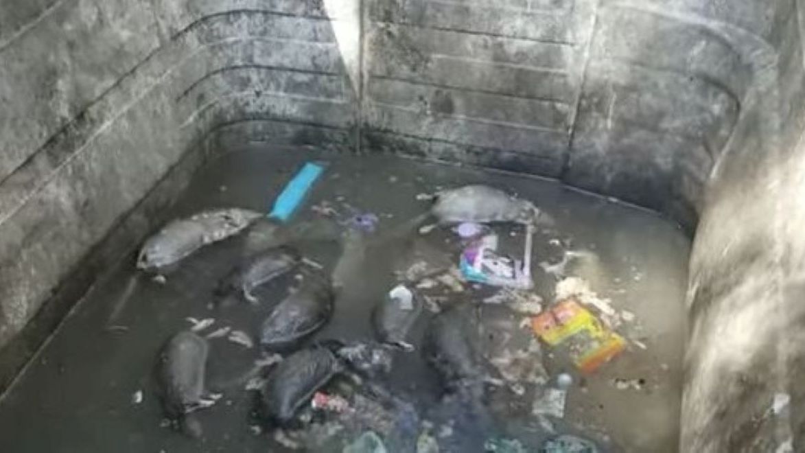 Kryzys śmieciowy. W sieci pojawiło się szokujące nagranie 