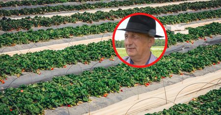 "200 osób dziennie". Zaprasza na samozbiory truskawek. Oto cena