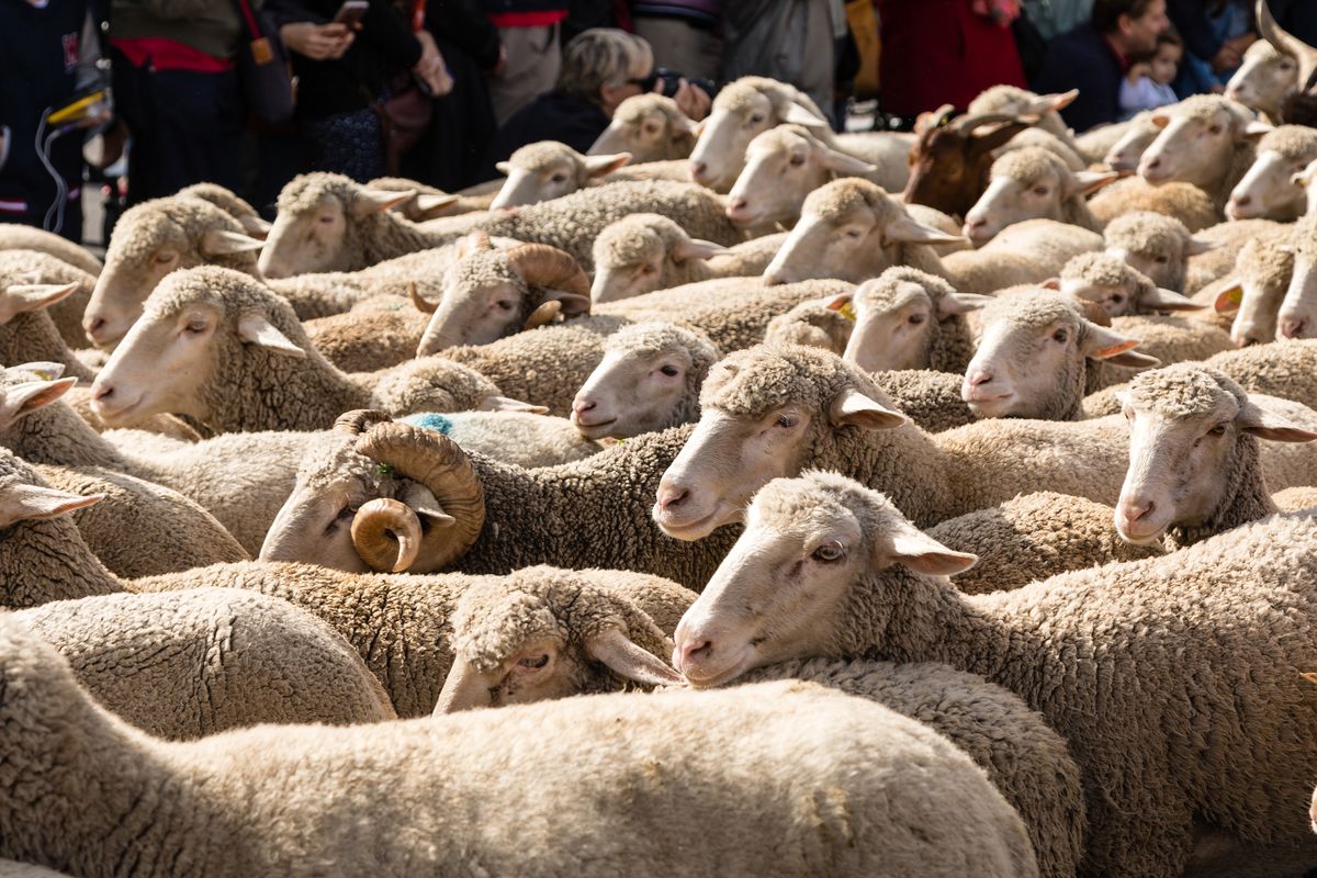 Madryt. Owce przeszły ulicami stolicy Hiszpanii Fiesta de la Trashumancia - dorocznego przegonu owiec na południowe pastwiska 