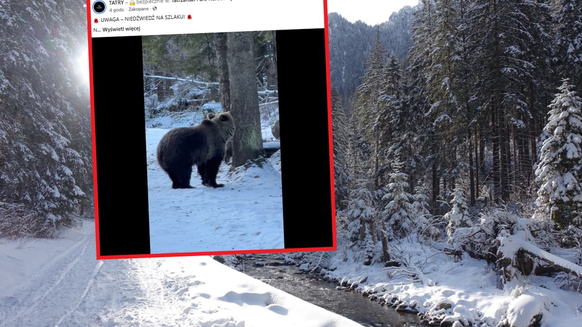 Niedźwiedź pojawił się na popularnym szlaku