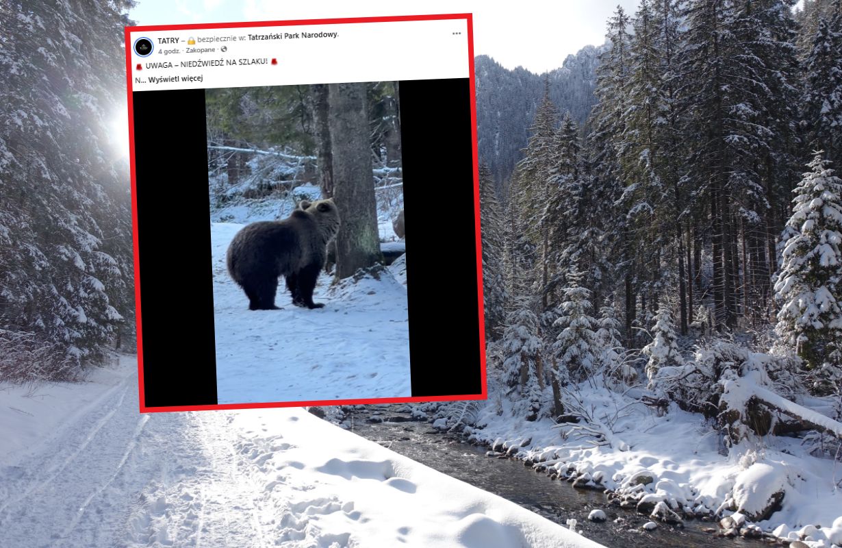 Niedźwiedzie jeszcze nie śpią. Pokazali nagranie z popularnego szlaku