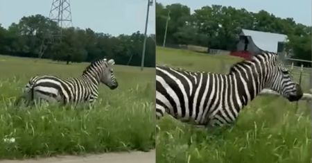 Zebra uciekała drogami USA. Jest finał sprawy