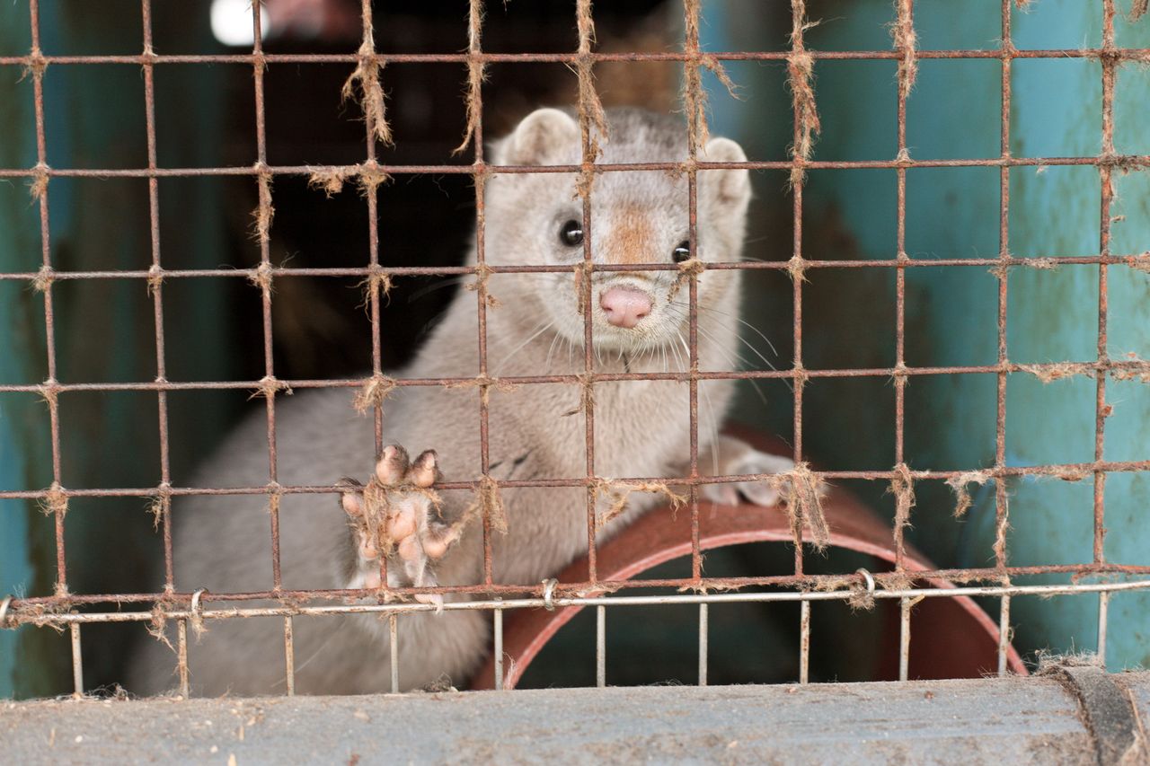 Koronawirus. Mutacja na fermach norek w Danii. Lewica chce kontroli w Polsce