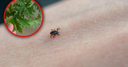 Natrzyj tym skórę. Kleszcze będą trzymać się z daleka