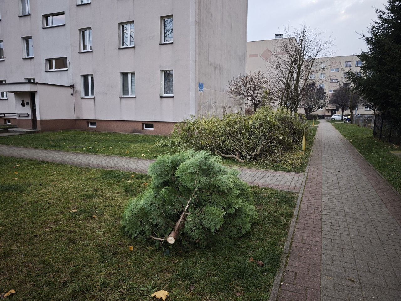 Chrzanów: Jesienna pielęgnacja zieleni na osiedlu Młodości
