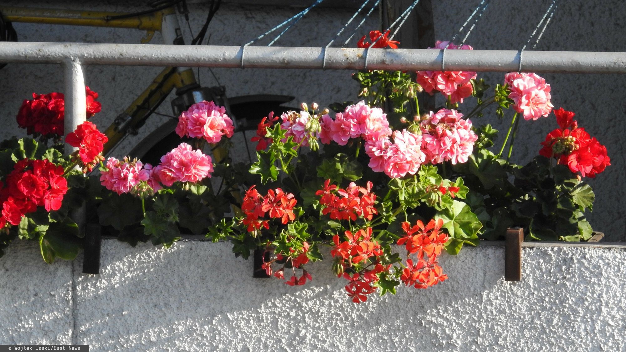 pelargonie na balkonie