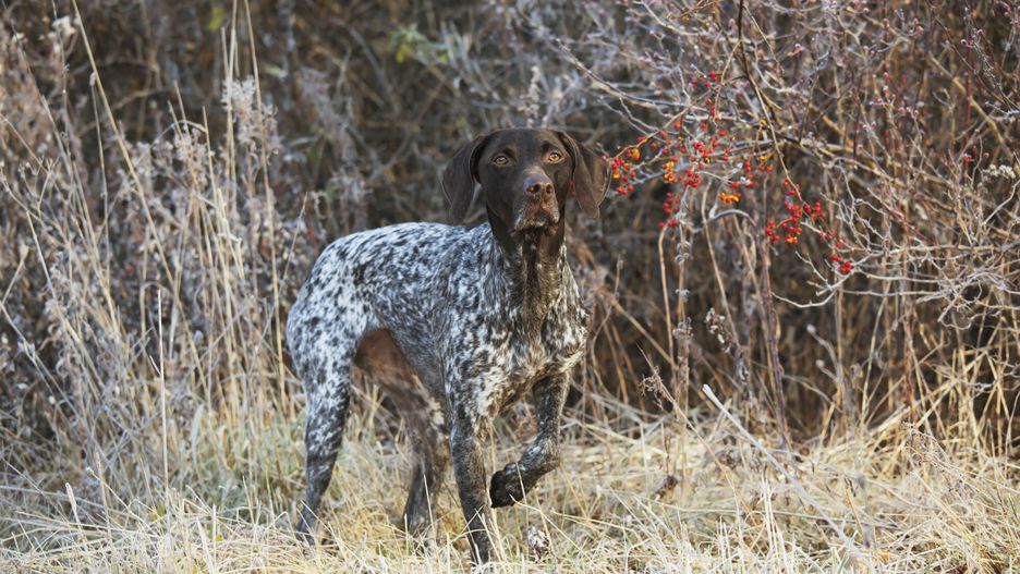 Wyżeł niemiecki szorstkowłosy