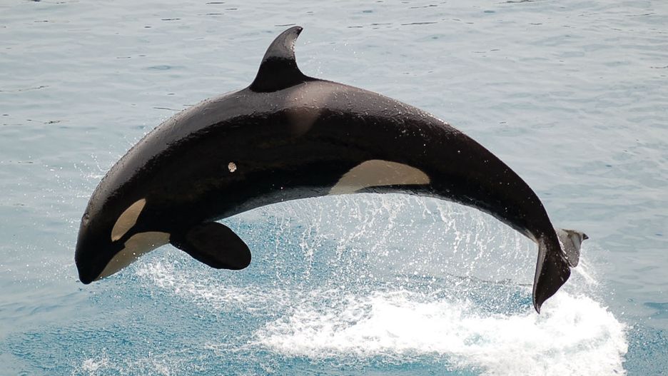 Orka