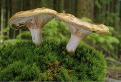 Krowiak podwinięty. Trujący grzyb do niedawna był obecny na polskich stołach