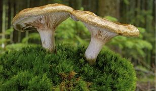 Krowiak podwinięty. Trujący grzyb do niedawna był obecny na polskich stołach