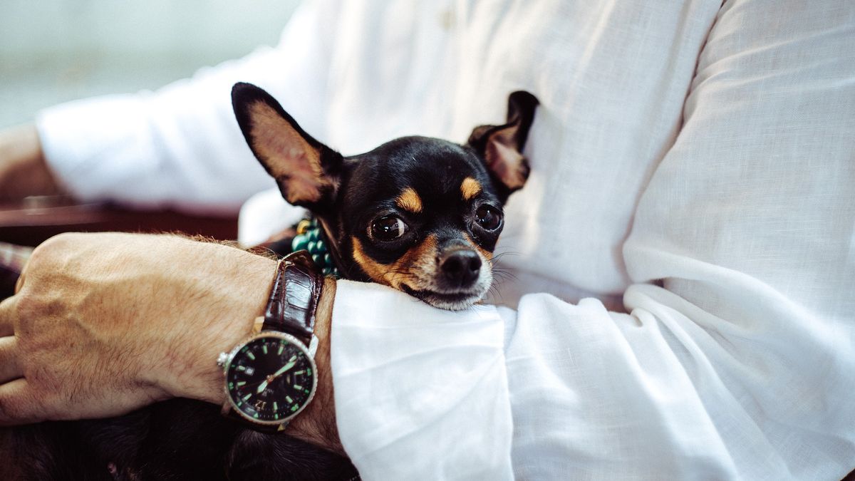 Chihuahua przestała oddychać. Policjanci wykonali resuscytację