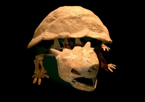 Bowser istniał naprawdę! 2